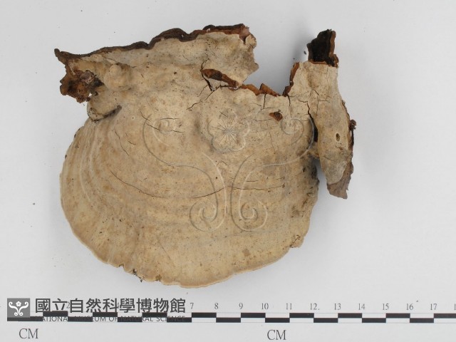 登錄號:F0024164藏品圖，第3張
