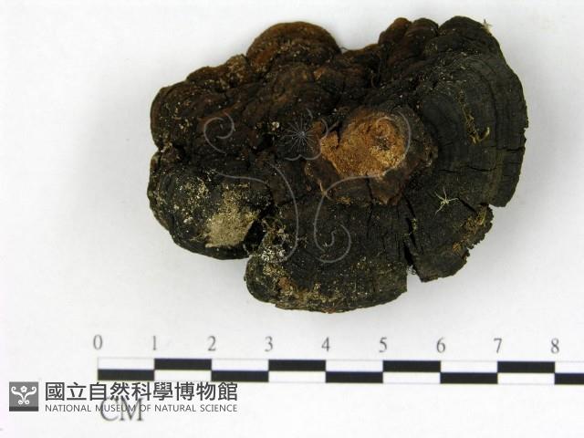 登錄號:F0014164藏品圖，第3張