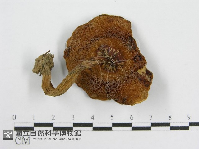 登錄號:F0002164藏品圖，第3張
