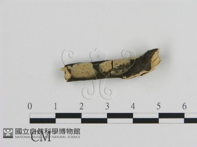 絲皮菌屬藏品圖，第3張