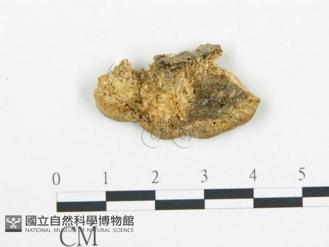 登錄號:F0007164藏品圖，第3張