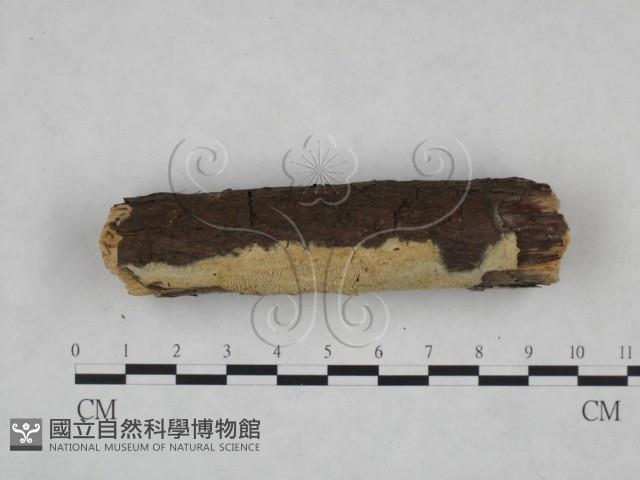 登錄號:F0025164藏品圖，第3張