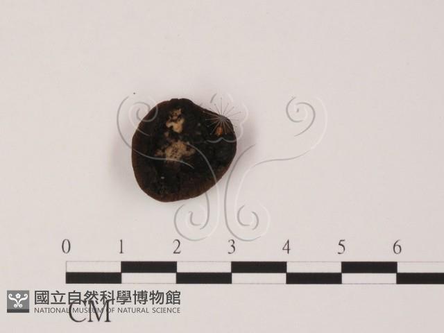 登錄號:F0005164藏品圖，第3張