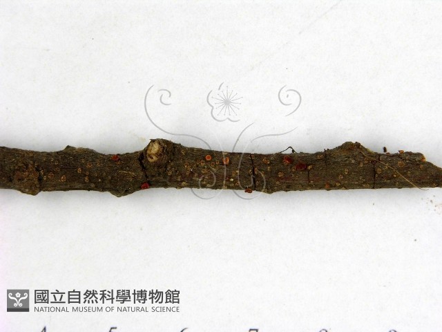 登錄號:F0003164藏品圖，第3張