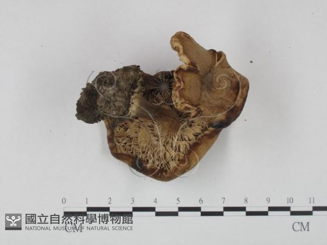 登錄號:F0013164藏品圖，第3張