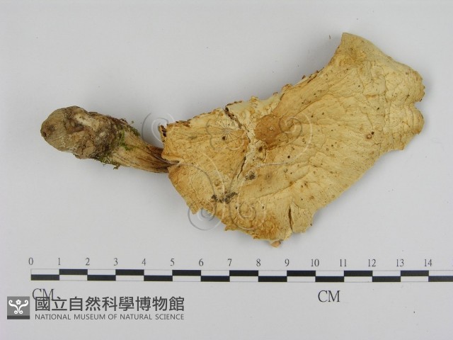 登錄號:F0008064藏品圖，第3張