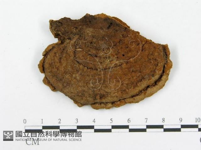 木層孔菌屬藏品圖，第3張