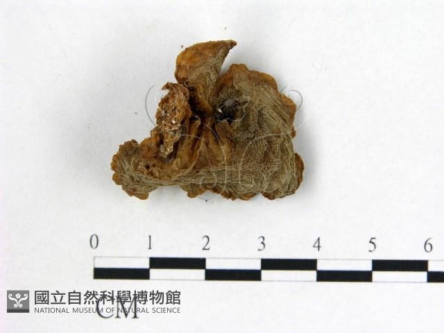 皺木耳藏品圖，第3張