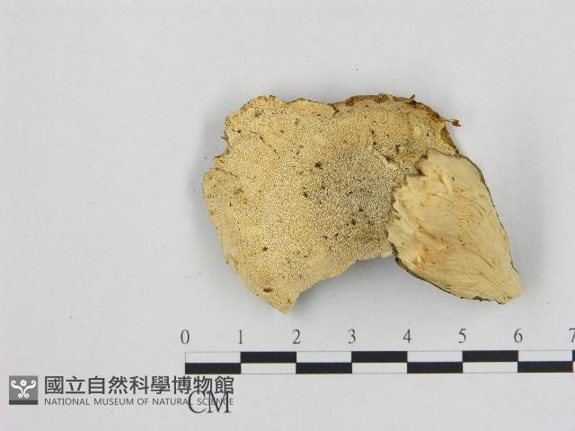 小孔菌屬藏品圖，第3張