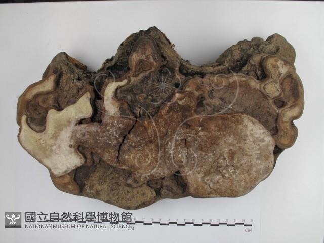 靈芝屬藏品圖，第3張