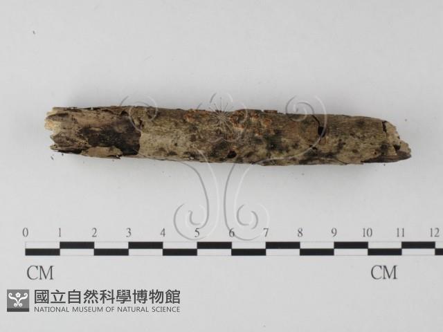 登錄號:F0009064藏品圖，第3張