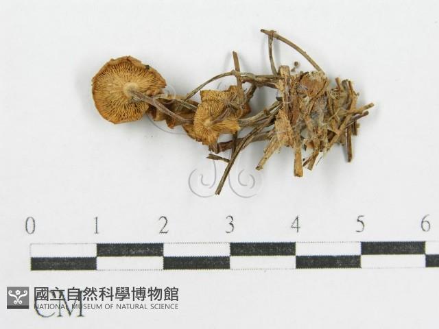 登錄號:F0013064藏品圖，第3張