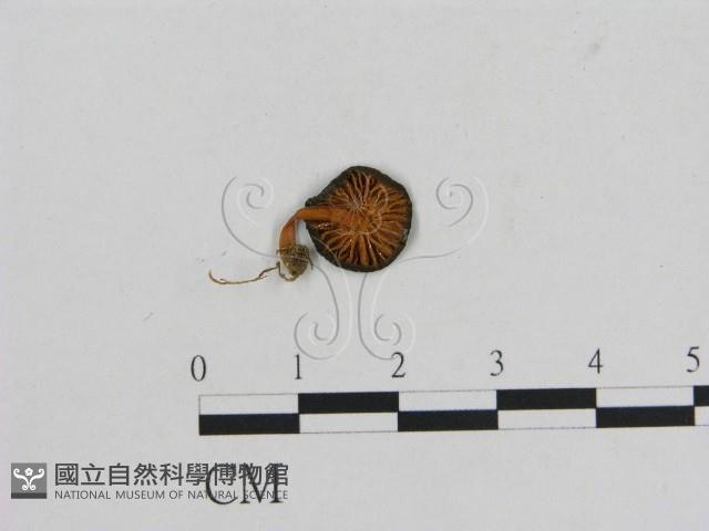 小菇屬藏品圖，第3張