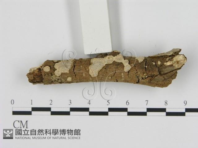 刺皮菌屬藏品圖，第3張