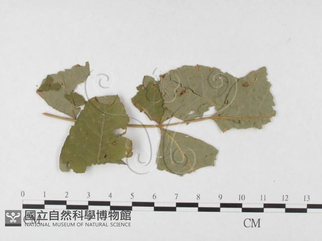 登錄號:F0026364藏品圖，第1張