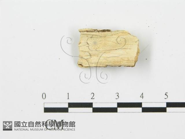 登錄號:F0006364藏品圖，第3張