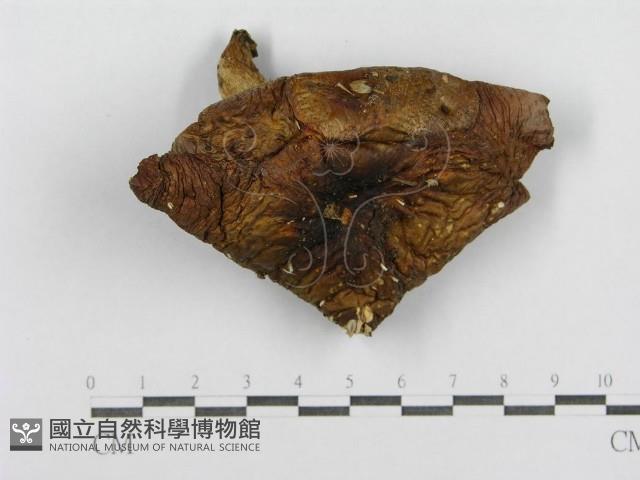登錄號:F0016364藏品圖，第3張