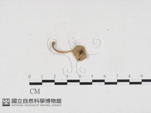 登錄號:F0024364藏品圖，第3張