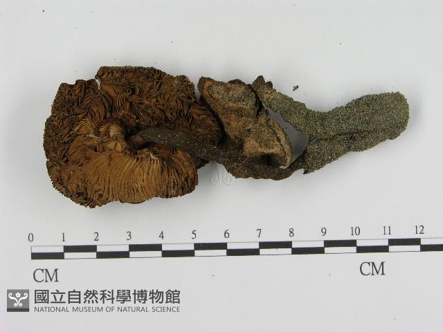 登錄號:F0004364藏品圖，第3張