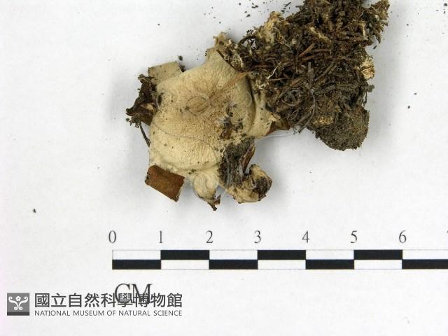 登錄號:F0014364藏品圖，第3張
