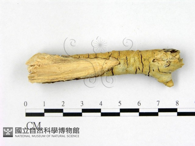 登錄號:F0022364藏品圖，第3張
