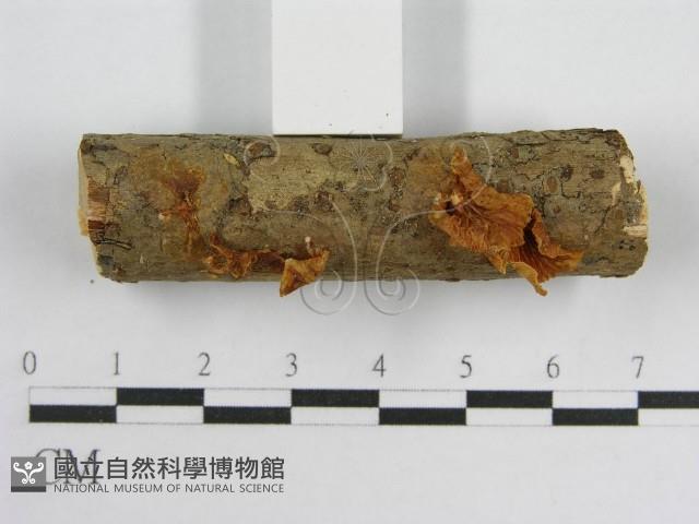 微皮傘屬藏品圖，第3張