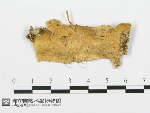 登錄號:F0017364藏品圖，第1張