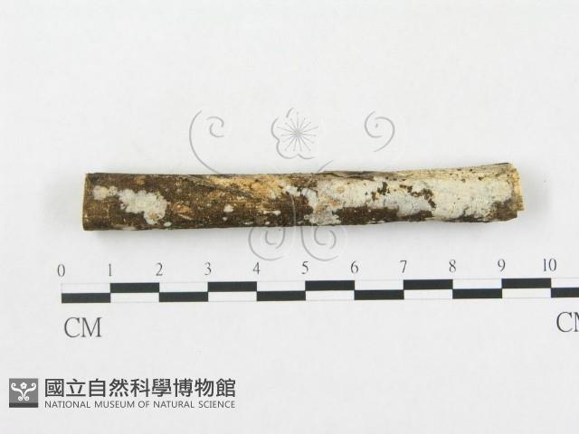 登錄號:F0005364藏品圖，第1張