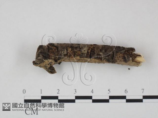 登錄號:F0009364藏品圖，第3張