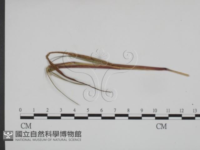 登錄號:F0019364藏品圖，第3張