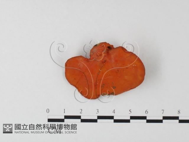 血紅密孔菌藏品圖，第3張
