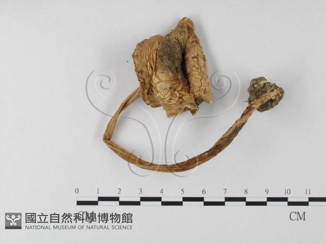 登錄號:F0003364藏品圖，第1張
