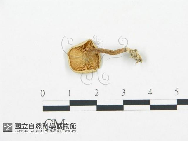 登錄號:F0020224藏品圖，第1張