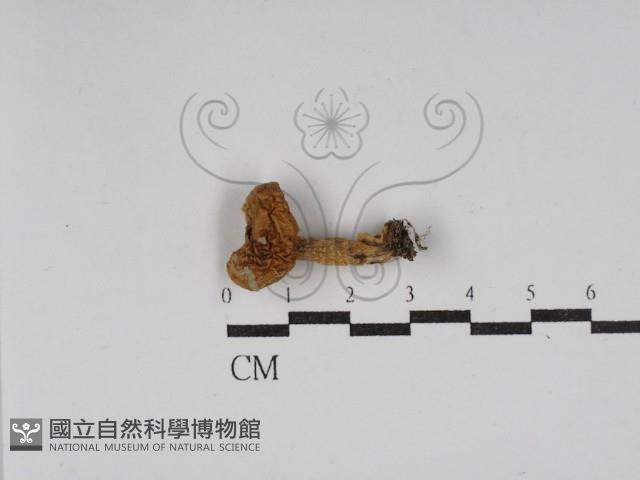 登錄號:F0030224藏品圖，第3張