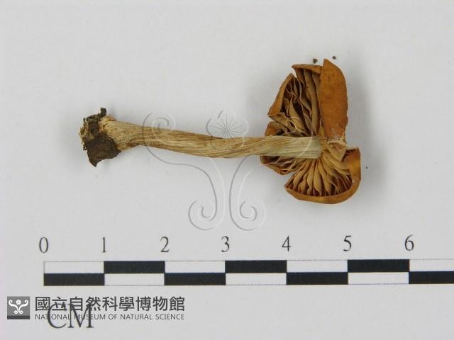 登錄號:F0016224藏品圖，第3張
