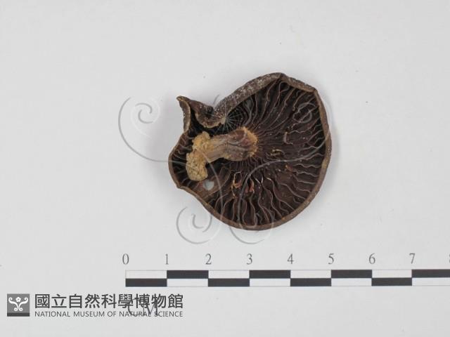 登錄號:F0011224藏品圖，第3張