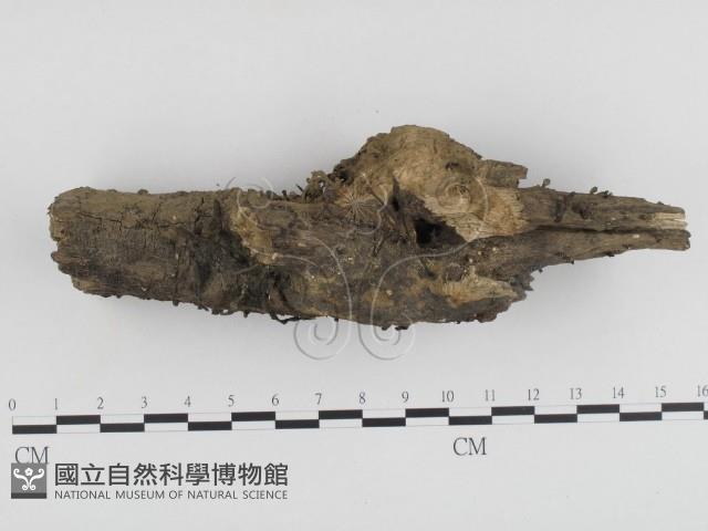 炭角菌屬藏品圖，第3張