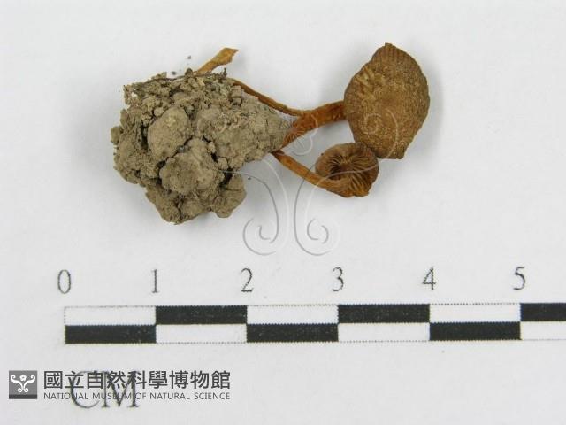 粉褶菌屬藏品圖，第3張