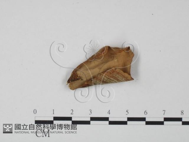 蠔韌革菌藏品圖，第3張