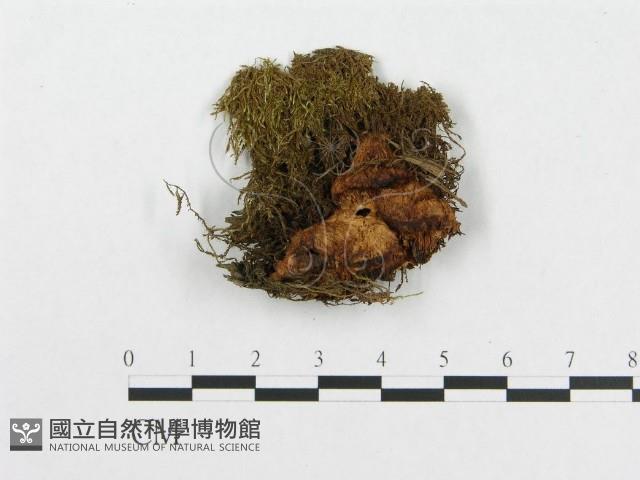 登錄號:F0007224藏品圖，第3張