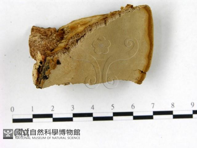 登錄號:F0017224藏品圖，第3張