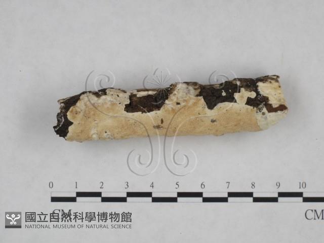 登錄號:F0025224藏品圖，第3張