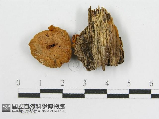 登錄號:F0005224藏品圖，第3張