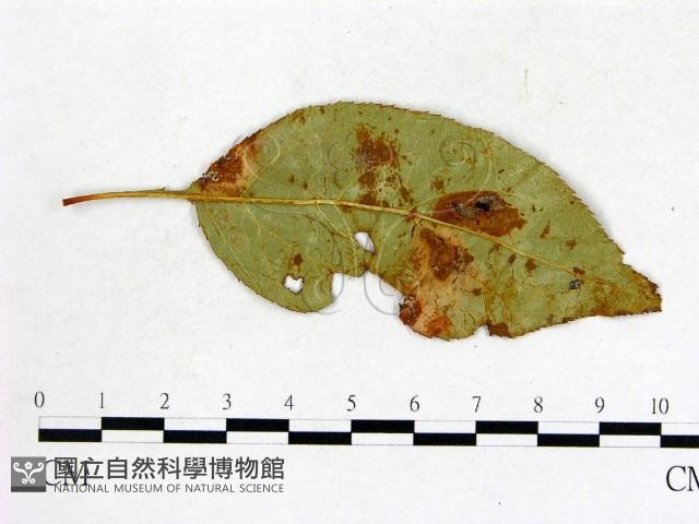 登錄號:F0019224藏品圖，第3張