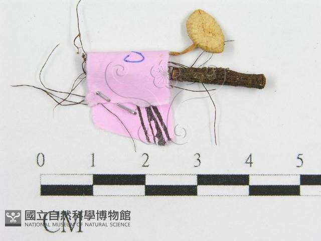 登錄號:F0013224藏品圖，第3張