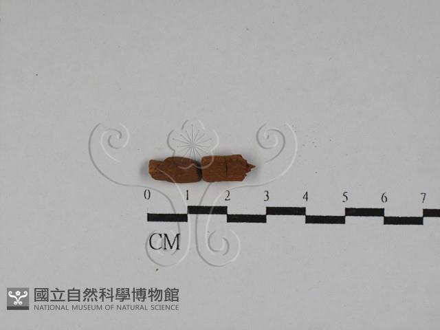 登錄號:F0028824藏品圖，第1張