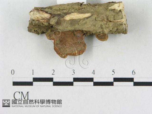 登錄號:F0010824藏品圖，第3張