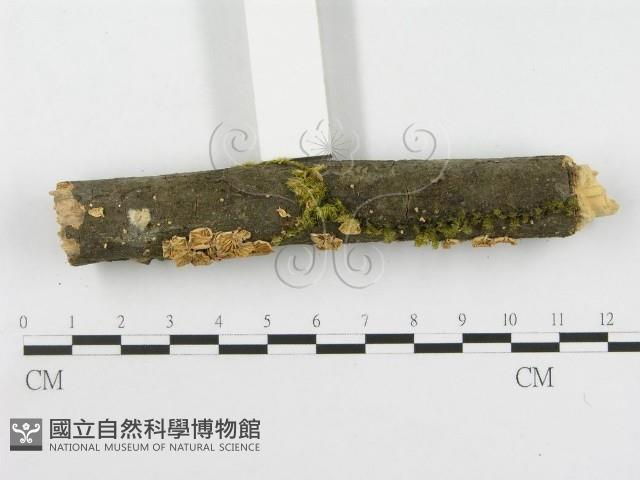 登錄號:F0001824藏品圖，第3張