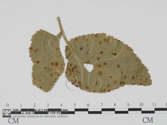 登錄號:F0011824藏品圖，第3張