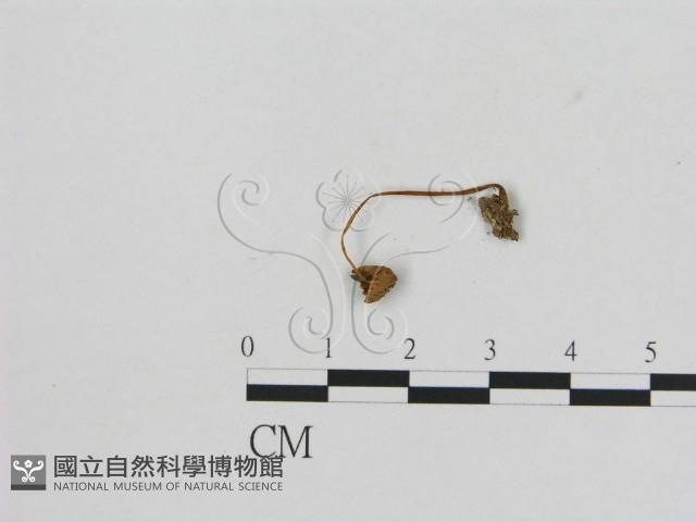 小菇屬藏品圖，第3張